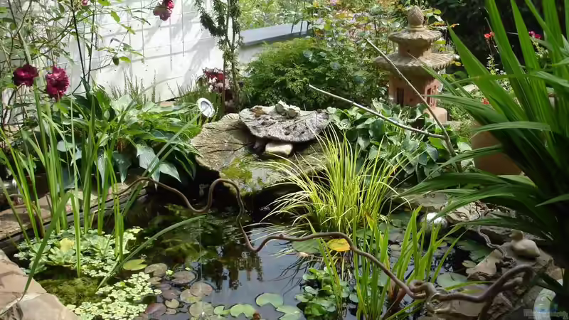 im Frühsommer von Grünhexe (14)