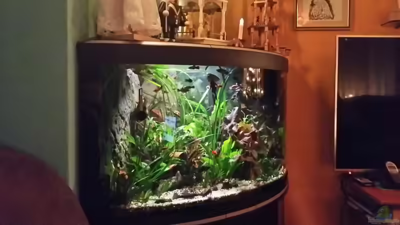 im Hindergrund zwei Mangrovenwurzeln eingesetzt von Steffen und Felix (99)