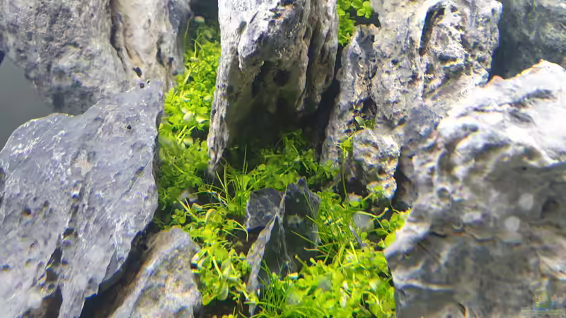 im hinteren Bereich Micranthemum tweediei (´Montecarlo-3´) von similis (27)