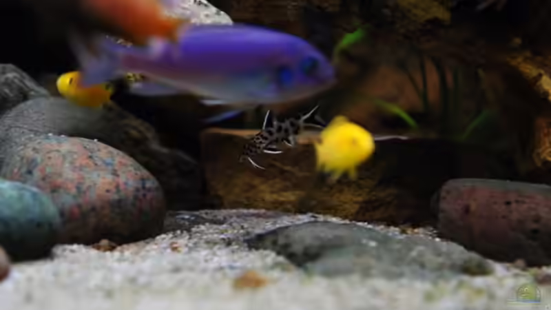 Im Hintergrund: perticola dwarf (ca. 4 cm) von Beni (24)