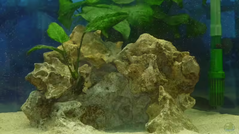 im Hintergrund Anubia barteri var. barteri von DER YBBSTALER (5)