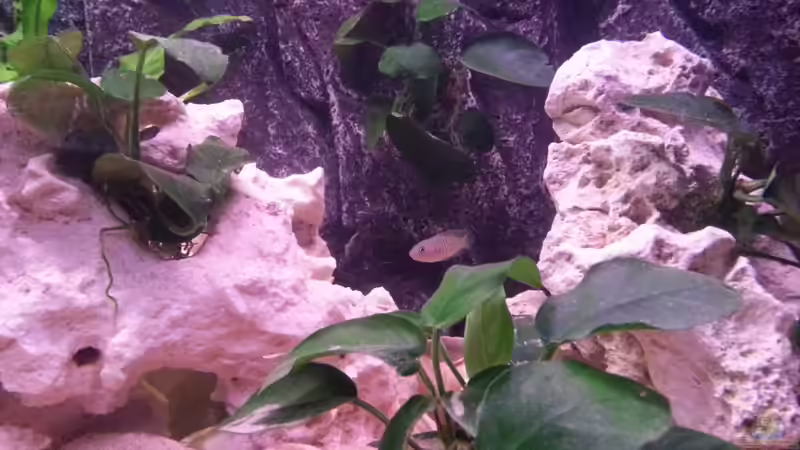 Im Hintergrund befindet sich ein weiteres Revier unter der Anubias an der Rückwand von Daniel Kastner (22)