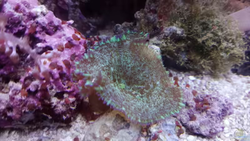 im Hintergrund Bryopsis von Torsten Bullmahn (27)