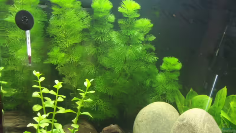 im Hintergrund Cabomba caroliniana von Jakobi (10)