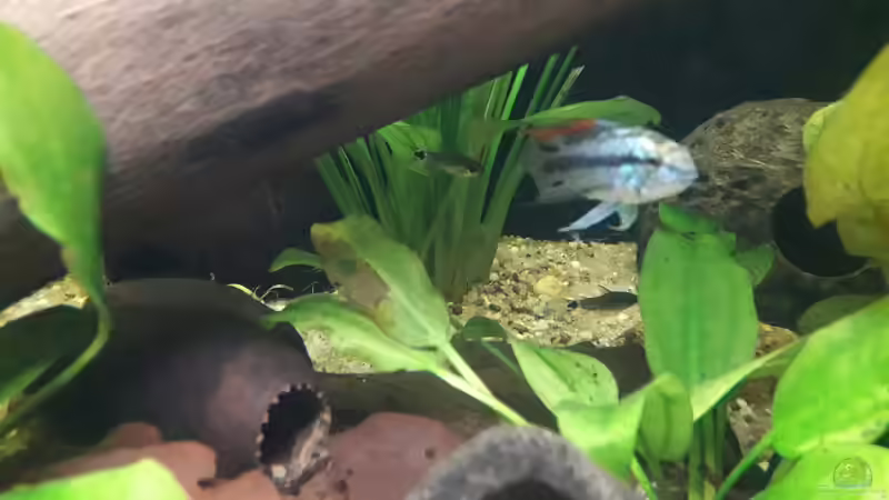 im Hintergrund Corydoras hastatus von Fichte (8)