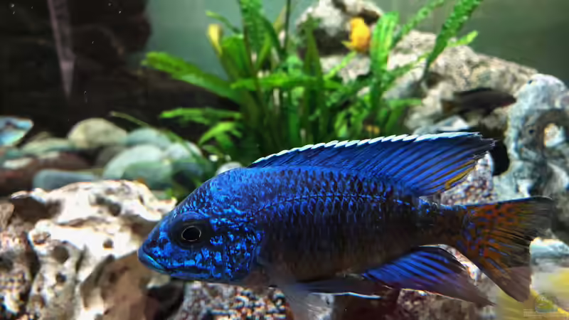 Im Hintergrund die Pflanzen vor 1 1/2 Jahren von Klaus G (19)