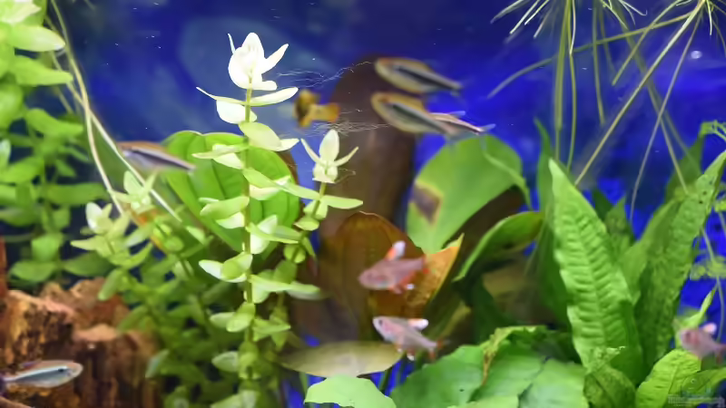 Im Hintergrund Echinodorus ´Roter Oktober´ von Acki50 (18)