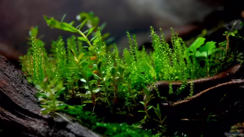 im Hintergrund ein Moos aus dem Garten davor Rotala rotundifolia ganz vorn Monosolenium von Jo The Fish (6)
