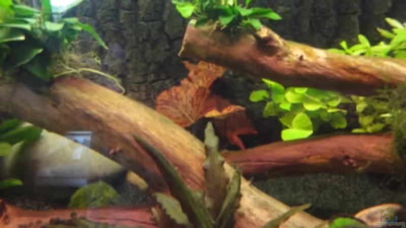 Im Hintergrund ein Tigerlotus von Heiko Stracke (42)