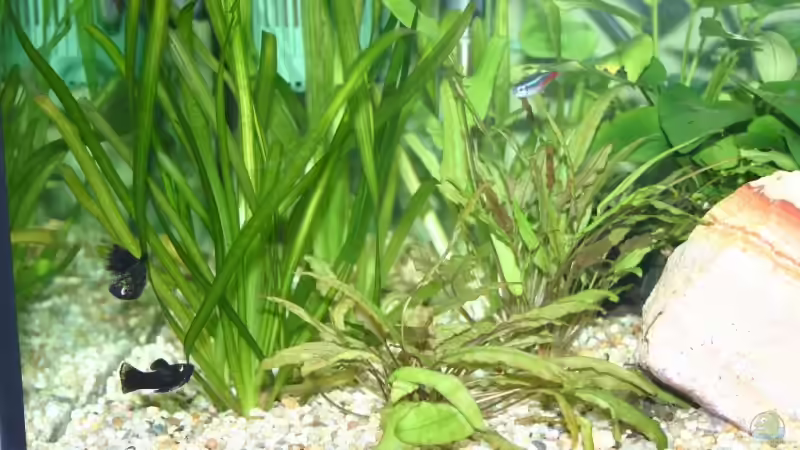 im hintergrund hohe pflanzen - im vordergrund kleinere - rechts hinten sieht man von Christoph904 (2)