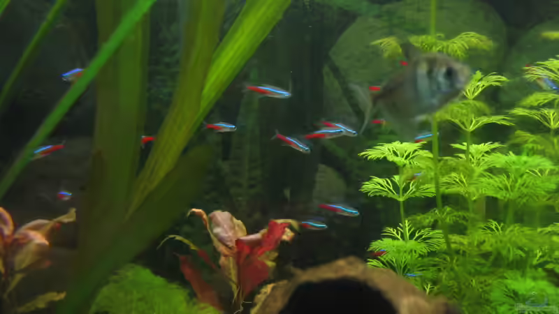 Im Hintergrund kann man mein Neonschwarm bewundern von MaikH (4)