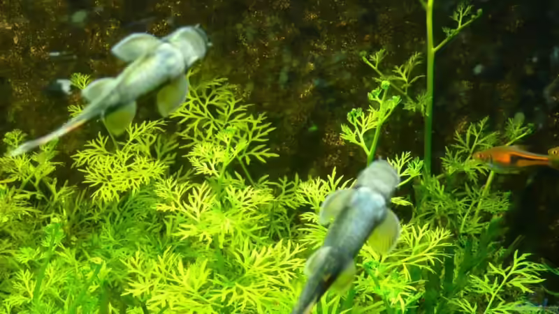 Im Hintergrund meine ´wuchernden´ wunderschönen Hygrophila. Zu zweit schmeckts einfach besser... von Ferbi (35)