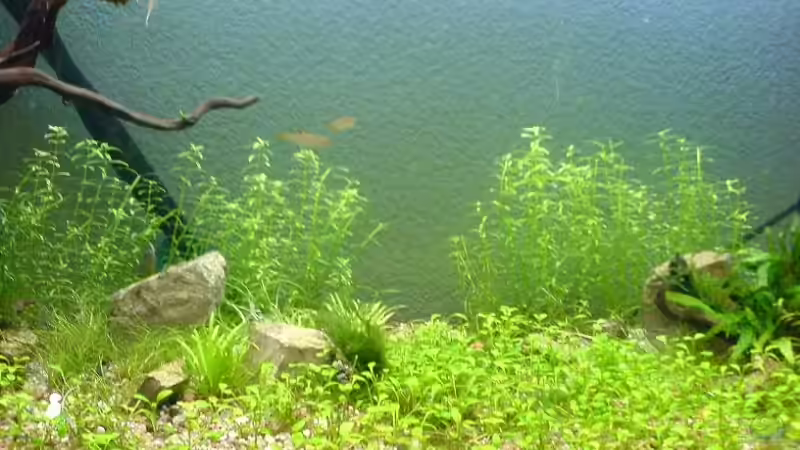 im Hintergrund Rotala green von Christoph H. (12) (9)