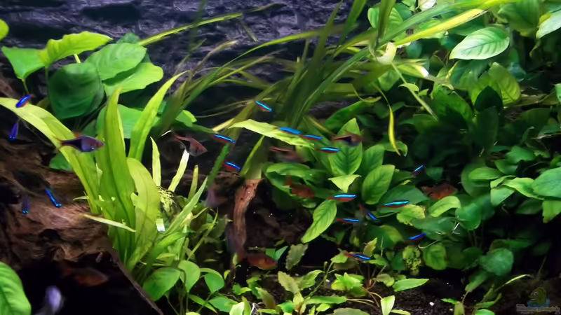 im Hintergrund weht die Vallisneria americana von Niko P. (17)