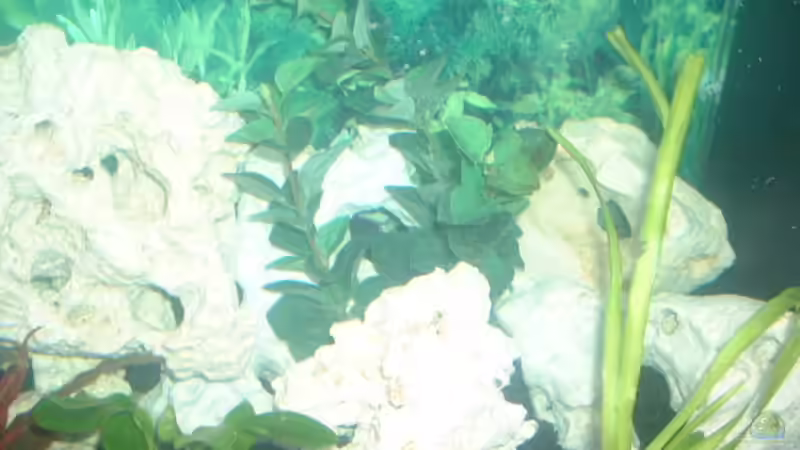 im hintergrund zu sehen noch eine kunstpflanze von Detlef Hasselbach (10)