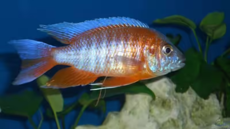 im Jahr 2005 aufgenommen leider verstorben von Thomas Fricke (10)