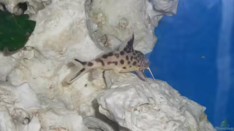 im Jahr 2005 aufgenommen von Thomas Fricke (11)