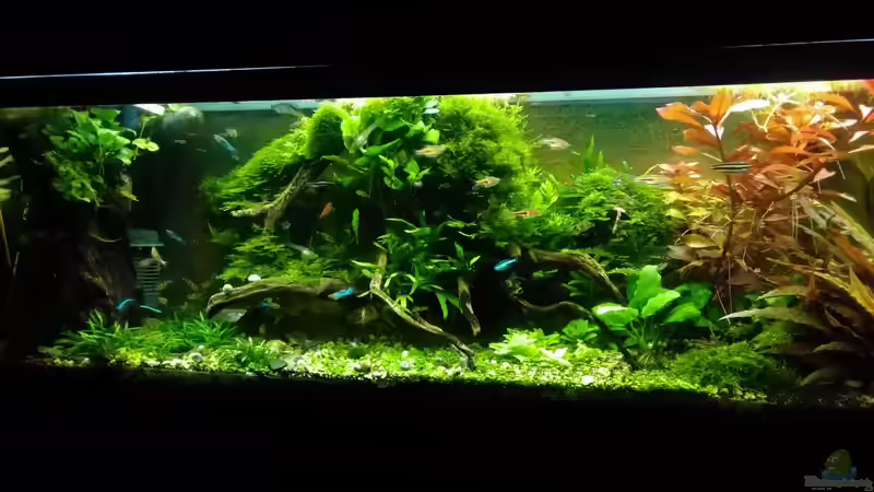 im Januar 2017 - auch schön gewesen - aber zuviel Schwimmraum weg von Grünhexe (75)