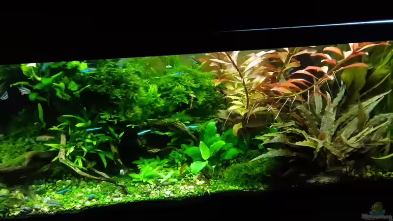 im Januar 2017 - wurde zu viel  von Grünhexe (125)