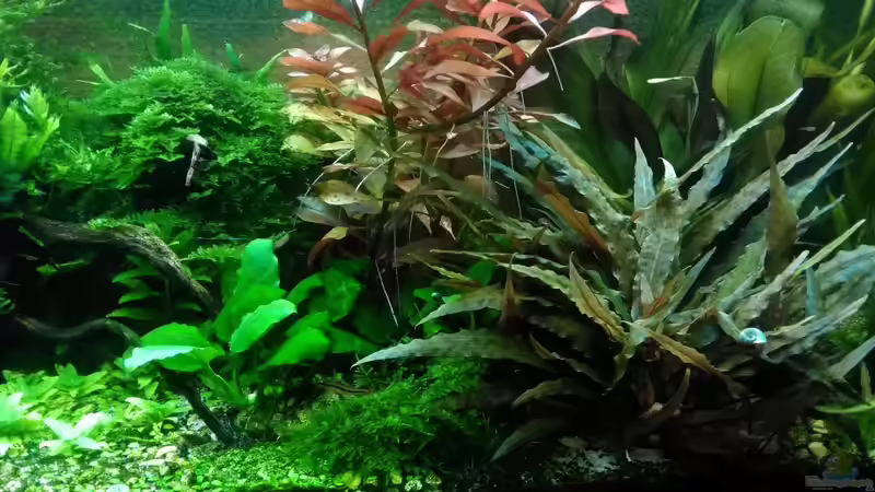 im Januar 2017 von Grünhexe (73)