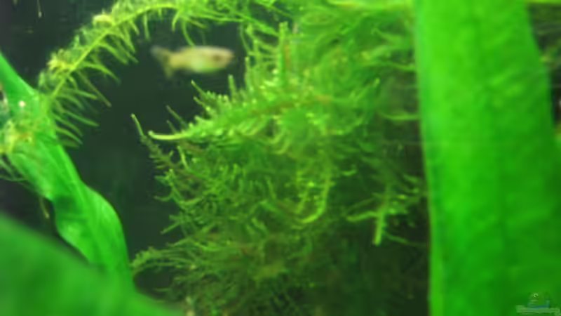 Im JM versteckt sich der Auslauf vom HMF von TNTLogge (8)