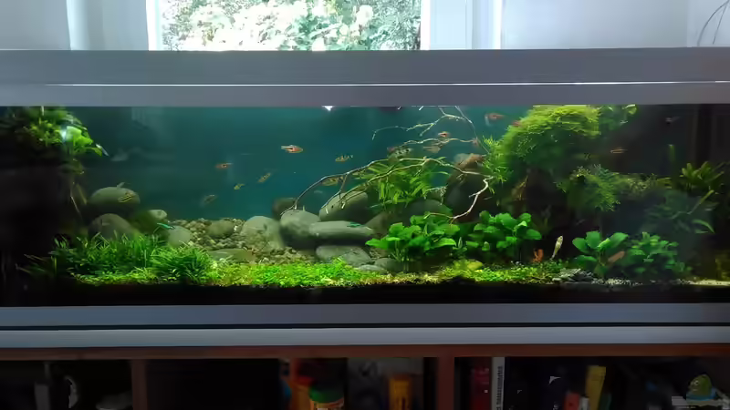 im Jul i2017 - Gesamtansicht  von Grünhexe (55)