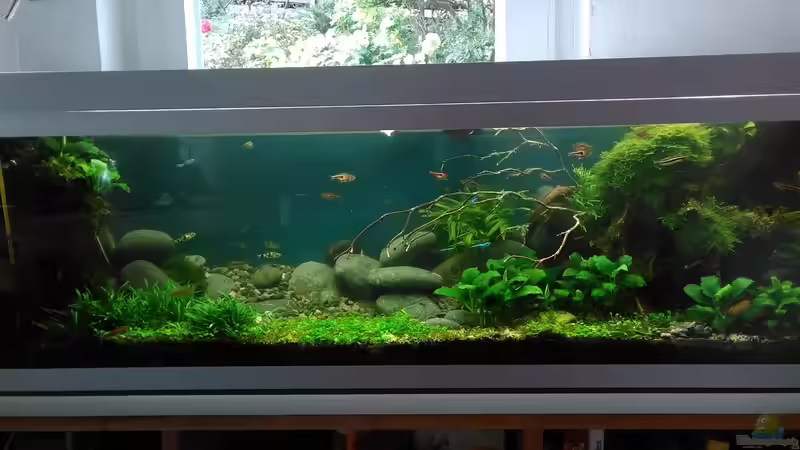 im Jul i2017 Gesamtansicht von Grünhexe (56)