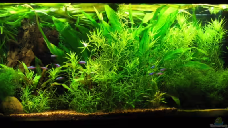 Im Juli 2008 von Frances (5)