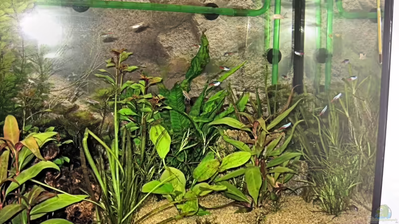 im Juli 2010 von Sebastian Philipp (8)