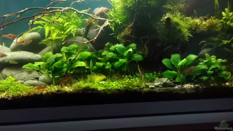 im Juli 2017 - Anubias Nana und Christmas - Moos, sowie Tridentfarn - die Anubien von Grünhexe (121)