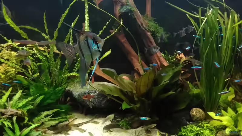 im Juli 2017 - der Dicke  von Grünhexe (168)