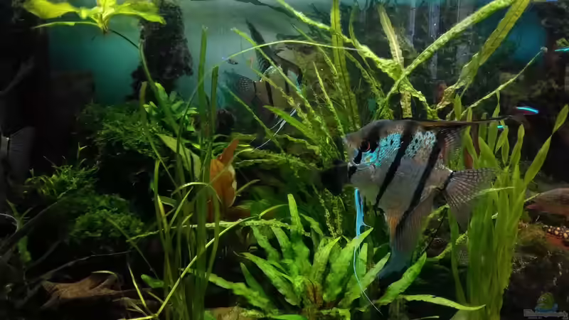 im Juli 2017 - der Dicke nochmal von Grünhexe (170)