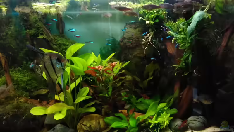 im Juli 2017 - schön bunt hier von Grünhexe (132)