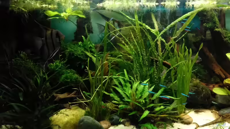 im Juli 2017 - schön grün !! von Grünhexe (131)