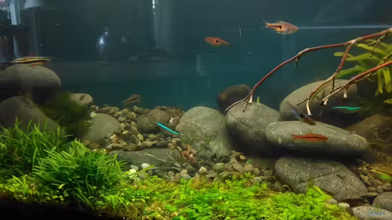 im Juli 2017 Detail links  von Grünhexe (59)