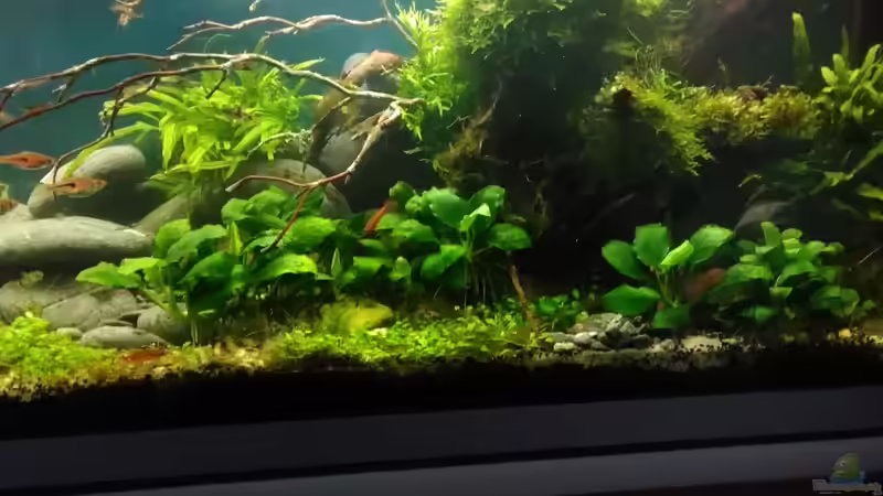 im Juli 2017 Detail rechte Ecke von Grünhexe (60)