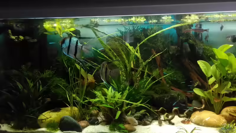 im Juli 2017 die linke Ecke  von Grünhexe (67)