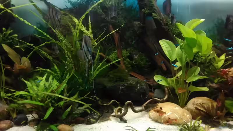 im Juli 2017 Mitte hinter dem Haselnussast befinden sich die Schmerlenhöhlen von Grünhexe (65)