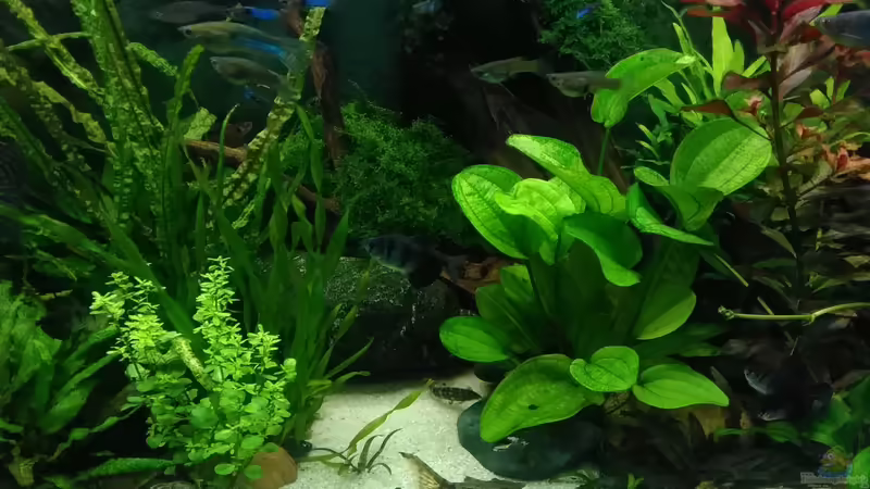 im Juli 2017 rechts Neuerwerb Echinodorus cordifolius Red von Grünhexe (129)