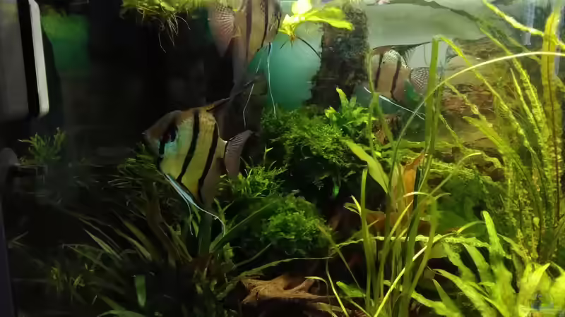 im Juli 2017 von Grünhexe (72)