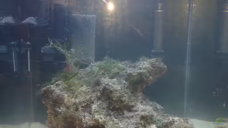 im Juni 2012 kurz nach dem Einrichten von KingTritonBS (2)