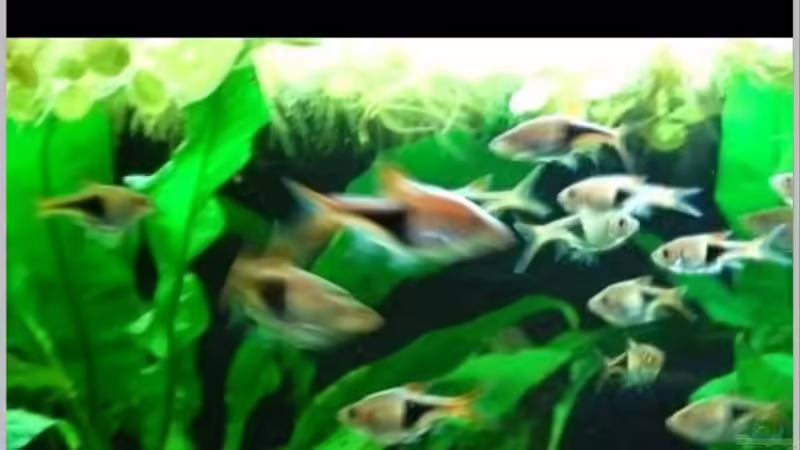 im Juni 2016 habe ich endlich mein erstes E-Book veröffentlicht. von Berlin42 (30)