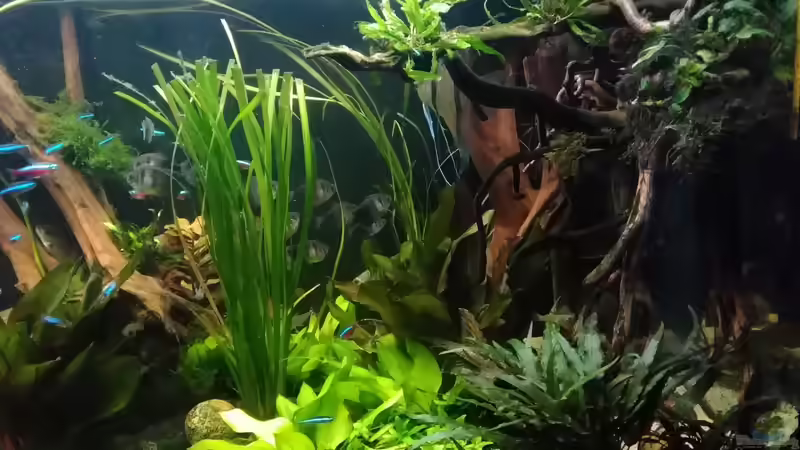 im Juni 2017 - rechte Wurzel ist raus wegen Pinselalgenbefall von Grünhexe (68)