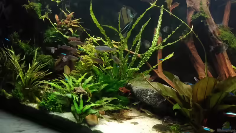 im Juni 2017 von rechts nach links  von Grünhexe (63)