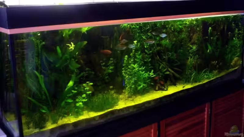 Im Juni kammen mehr pflanzen von Elena Haller (2)