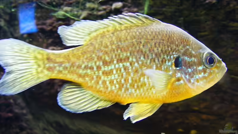 im kalten Wasser...der Sonnenbarsch