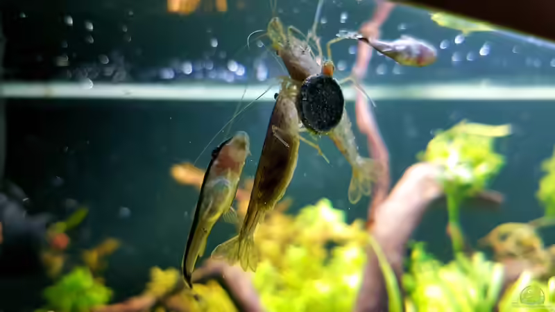 Im Kampf um die Spirulina Hafttablette sind die Amanos ganz schön ruppig untereinander und mit den Otocinclus. von Köllebärbling (40)