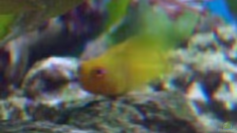 im kleinen Becken  von Jens Just (17)