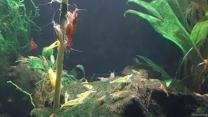 Im kleinen Nachbarbecken  von ErfurtOldy (8)