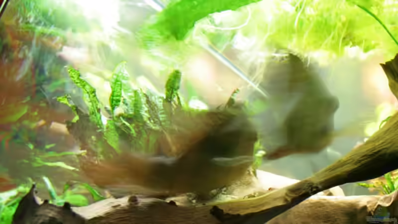 im Liebesrausch - fand das Bild einfach geil... von Minzi (41)